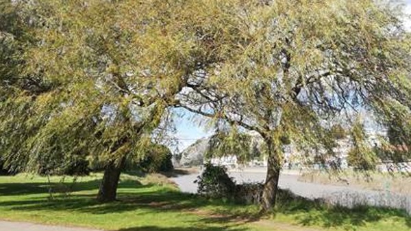Two trees on a sunny day with Bristol suspension bridge in background